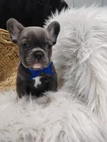 Felix, a male French Bulldog for sale in Sugarcreek, OH – Photo 1 of 8