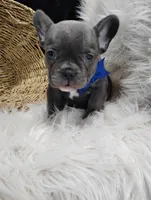 Felix, a male French Bulldog for sale in Sugarcreek, OH – Photo 5 of 8