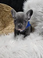 Felix, a male French Bulldog for sale in Sugarcreek, OH – Photo 3 of 8