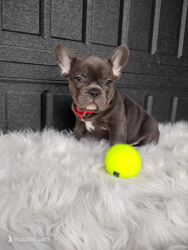 Felix – French Bulldog puppy for sale in Sugarcreek, OH