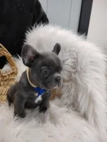 Felix, a male French Bulldog for sale in Sugarcreek, OH – Photo 2 of 8