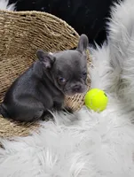 Felix, a male French Bulldog for sale in Sugarcreek, OH – Photo 6 of 8