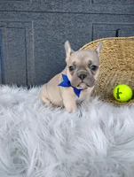 Fargo , a male French Bulldog for sale in Sugarcreek, OH – Photo 5 of 7
