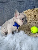 Fargo , a male French Bulldog for sale in Sugarcreek, OH – Photo 2 of 7