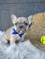 Fargo , a male French Bulldog for sale in Sugarcreek, OH – Photo 3 of 7