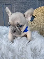 Fargo , a male French Bulldog for sale in Sugarcreek, OH – Photo 4 of 7
