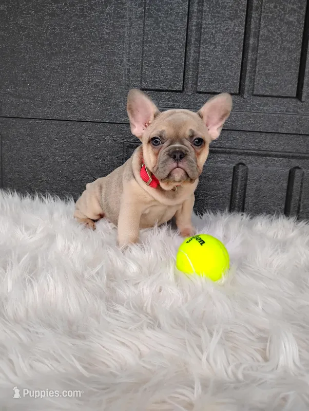 Fargo  – French Bulldog puppy for sale in Sugarcreek, OH