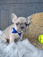 Fargo , a male French Bulldog for sale in Sugarcreek, OH – Photo 1 of 7