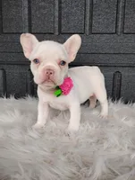 Gigi , a female French Bulldog for sale in Sugarcreek, OH – Photo 1 of 6