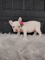 Gigi , a female French Bulldog for sale in Sugarcreek, OH – Photo 6 of 6