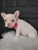 Gigi , a female French Bulldog for sale in Sugarcreek, OH – Photo 3 of 6