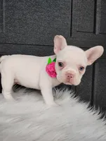 Gigi , a female French Bulldog for sale in Sugarcreek, OH – Photo 5 of 6
