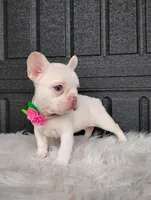Gigi , a female French Bulldog for sale in Sugarcreek, OH – Photo 2 of 6