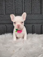 Gigi , a female French Bulldog for sale in Sugarcreek, OH – Photo 4 of 6