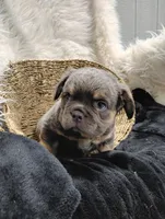 Elvis (Fluffy), a female French Bulldog for sale in Sugarcreek, OH – Photo 3 of 6