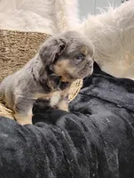 Elvis (Fluffy), a female French Bulldog for sale in Sugarcreek, OH – Photo 2 of 6