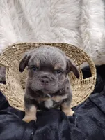 Elvis (Fluffy), a female French Bulldog for sale in Sugarcreek, OH – Photo 6 of 6