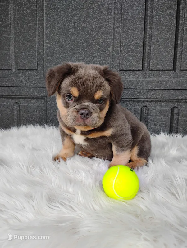 Elvis (Fluffy) – French Bulldog puppy for sale in Sugarcreek, OH