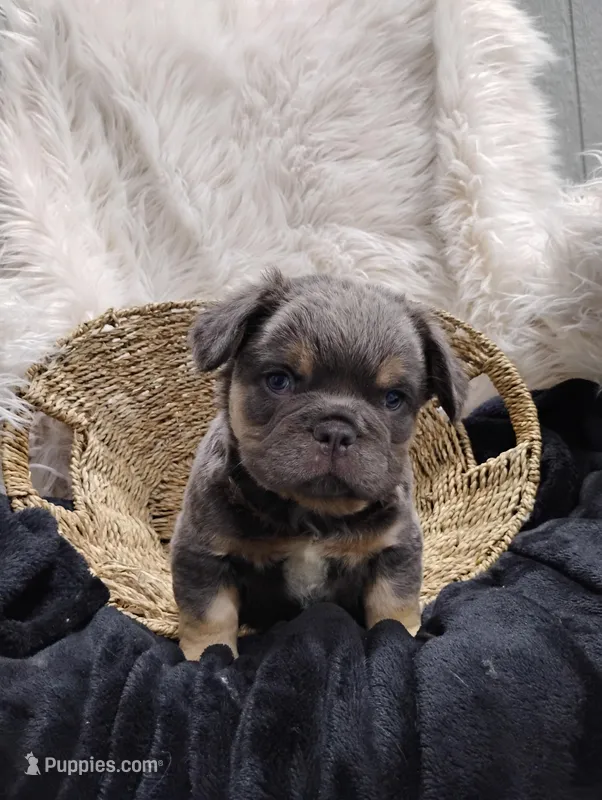 Elvis (Fluffy), a female French Bulldog for sale in Sugarcreek, OH – Photo 1 of 6