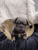 Elvis (Fluffy), a female French Bulldog for sale in Sugarcreek, OH – Photo 1 of 6