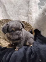 Elvis (Fluffy), a female French Bulldog for sale in Sugarcreek, OH – Photo 4 of 6