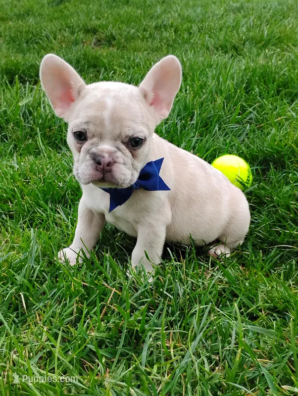 Gunner  – French Bulldog puppy for sale in Sugarcreek, OH