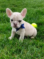 Gunner , a male French Bulldog for sale in Sugarcreek, OH – Photo 1 of 8