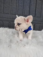 Gunner , a male French Bulldog for sale in Sugarcreek, OH – Photo 4 of 8