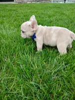 Gunner , a male French Bulldog for sale in Sugarcreek, OH – Photo 8 of 8
