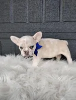 Gunner , a male French Bulldog for sale in Sugarcreek, OH – Photo 7 of 8