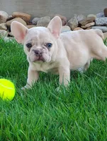 Gunner , a male French Bulldog for sale in Sugarcreek, OH – Photo 2 of 8