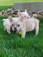 Gunner , a male French Bulldog for sale in Sugarcreek, OH – Photo 3 of 8