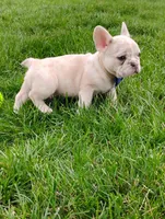 Gunner , a male French Bulldog for sale in Sugarcreek, OH – Photo 6 of 8