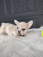 Gunner , a male French Bulldog for sale in Sugarcreek, OH – Photo 5 of 8