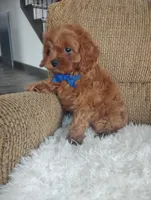 Cody, a male Cavapoo for sale in Sugarcreek, OH – Photo 5 of 9