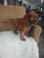 Cody, a male Cavapoo for sale in Sugarcreek, OH – Photo 3 of 9