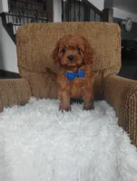 Cody, a male Cavapoo for sale in Sugarcreek, OH – Photo 2 of 9