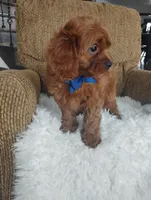 Cody, a male Cavapoo for sale in Sugarcreek, OH – Photo 8 of 9
