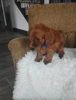 Cody, a male Cavapoo for sale in Sugarcreek, OH – Photo 4 of 9