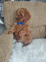 Cody, a male Cavapoo for sale in Sugarcreek, OH – Photo 9 of 9