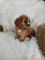 Dallas, a male Cavalier King Charles Spaniel for sale in Sugarcreek, OH – Photo 7 of 9