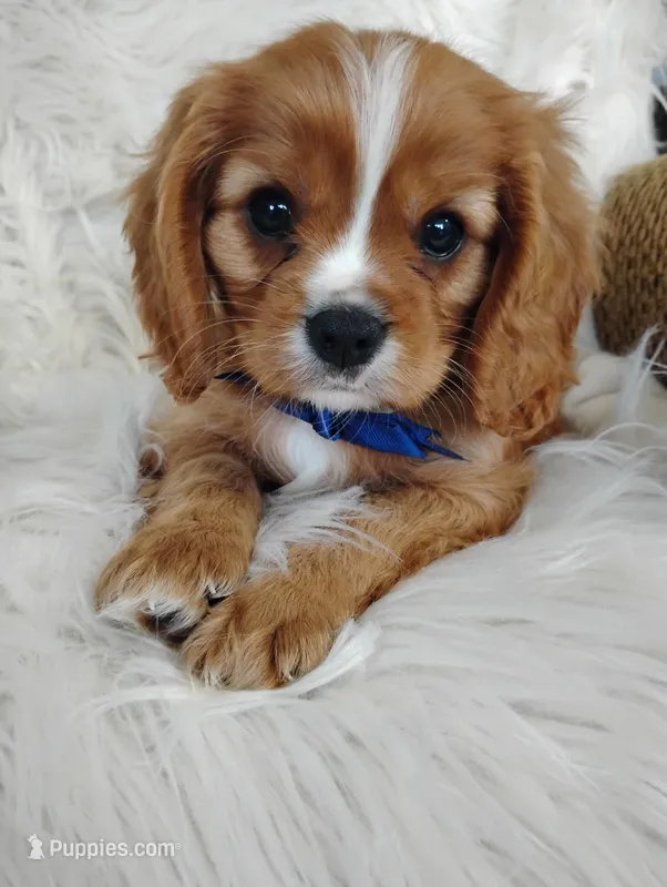Dallas – Cavalier King Charles Spaniel puppy for sale in Sugarcreek, OH