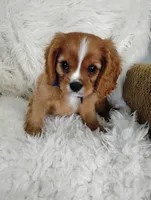 Dallas, a male Cavalier King Charles Spaniel for sale in Sugarcreek, OH – Photo 8 of 9