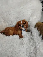 Dallas, a male Cavalier King Charles Spaniel for sale in Sugarcreek, OH – Photo 5 of 9