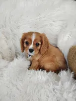 Dallas, a male Cavalier King Charles Spaniel for sale in Sugarcreek, OH – Photo 2 of 9