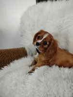 Dallas, a male Cavalier King Charles Spaniel for sale in Sugarcreek, OH – Photo 9 of 9