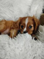 Dallas, a male Cavalier King Charles Spaniel for sale in Sugarcreek, OH – Photo 6 of 9