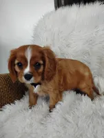 Dallas, a male Cavalier King Charles Spaniel for sale in Sugarcreek, OH – Photo 4 of 9