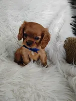 Dash, a male Cavalier King Charles Spaniel for sale in Sugarcreek, OH – Photo 3 of 8