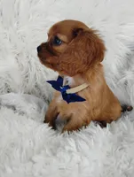 Dash, a male Cavalier King Charles Spaniel for sale in Sugarcreek, OH – Photo 7 of 8